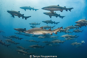 All In Formation
No one really knows why the sand tiger ... by Tanya Houppermans 
